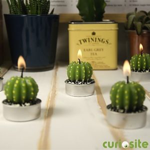 velas de cactus