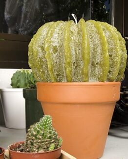 vela cactus perfumada comprar online