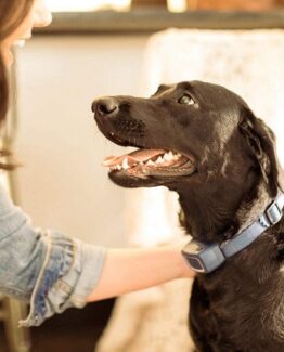 collar petsafe antiladrido precio barato online